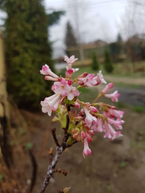 Viburnum - 2020 Helleborus