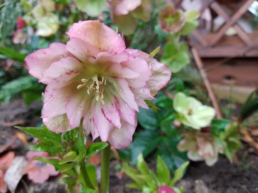 Double Ellen Pink Anthsis - 2020 Helleborus