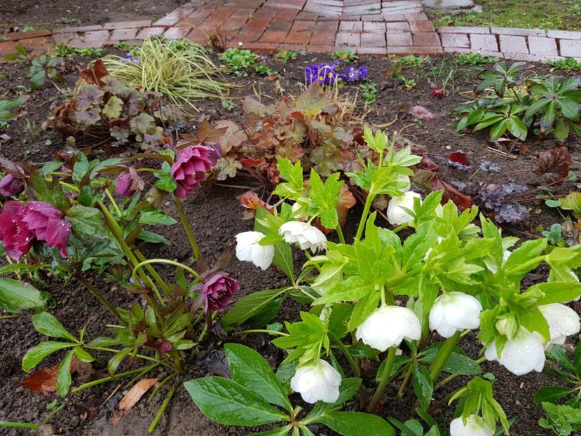  - 2020 Helleborus