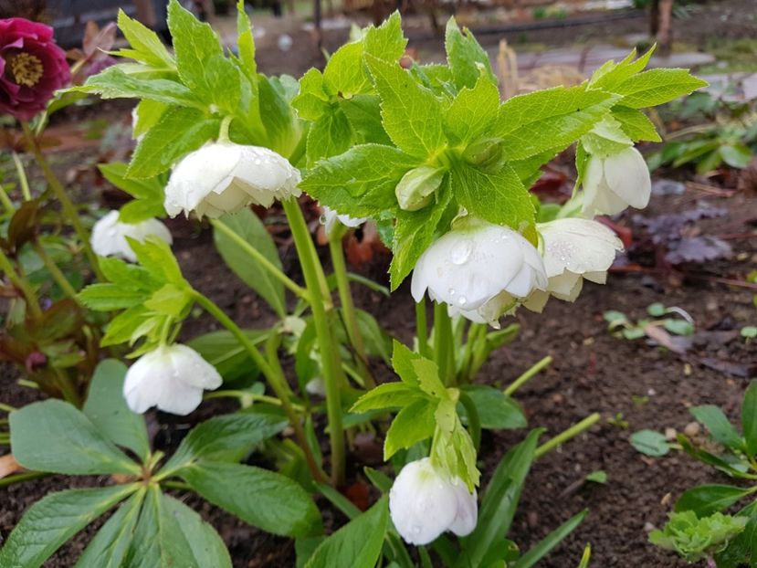  - 2020 Helleborus