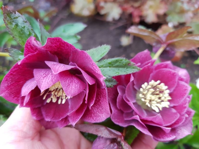 Double Ellen Red - 2020 Helleborus