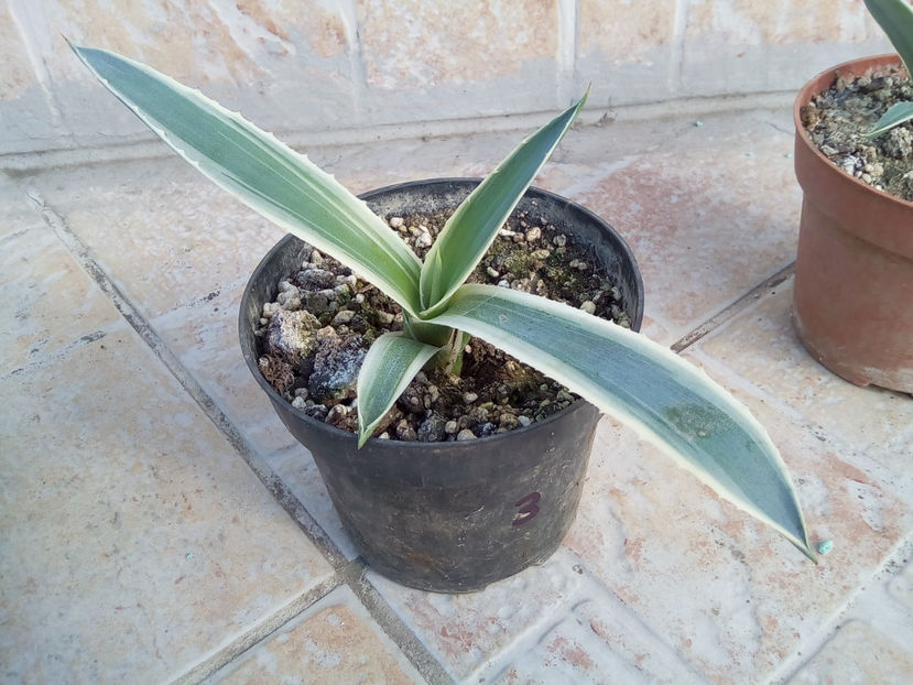 Agava 3-15ron - 2020-Agava Americana Variegata- pui de vanzare