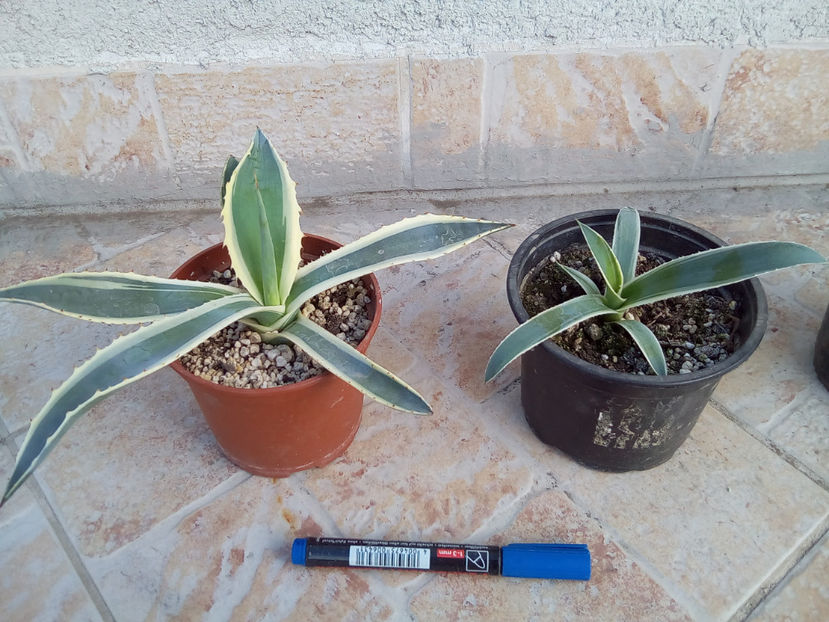 agave pui - 2020-Agava Americana Variegata- pui de vanzare