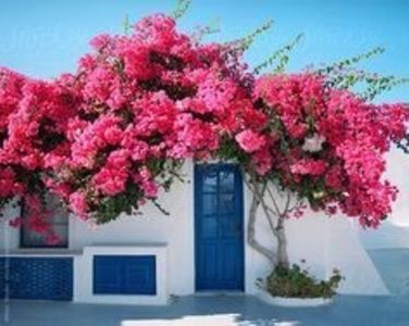 330fa74bfd3bf92b341ce21c64e4a2b5 - Bougainvillea