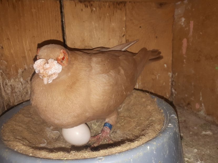 F 2018 - J1 _ carunculați _ martie 2020