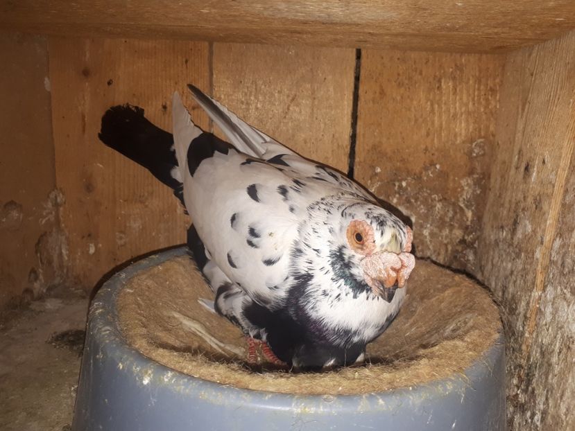  - J1 _ carunculați _ martie 2020