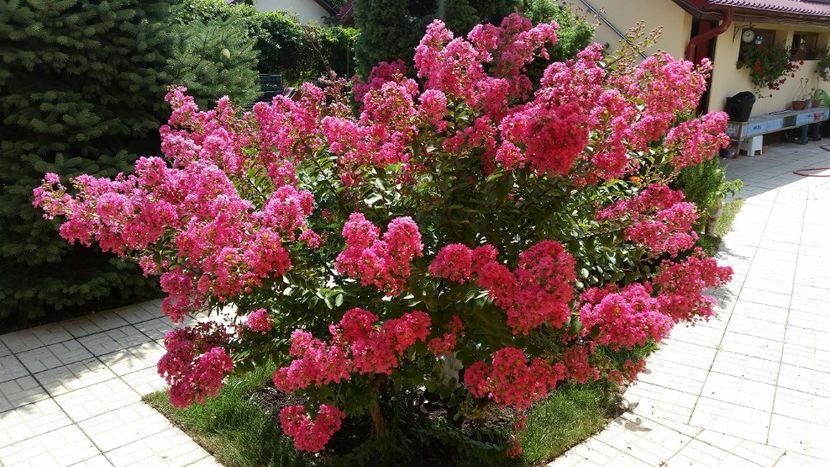 lagestroemia Pink2 - arbori ornamentali 2019