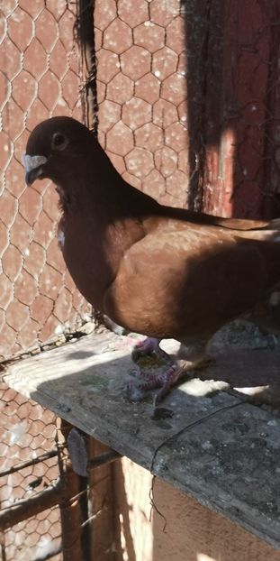  - Rosii de Bucuresti