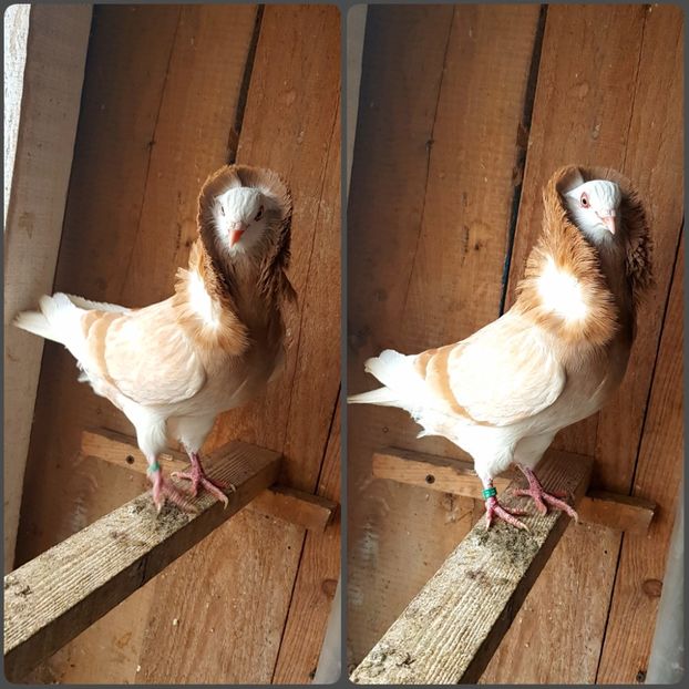 PhotoCollage_1583692572951 - Capucini