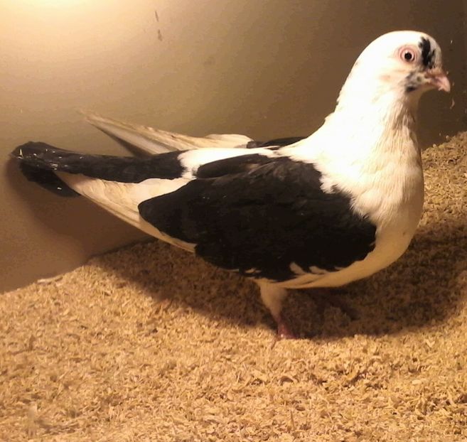 Moriscara - Pui 2019 2020 2021