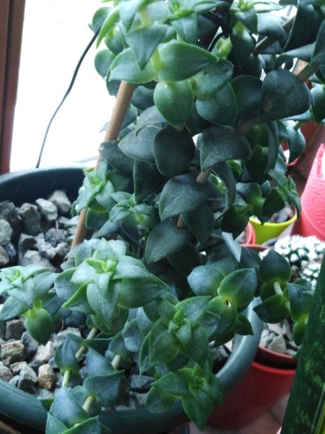 Honckenya peploides - suculente si cactusi