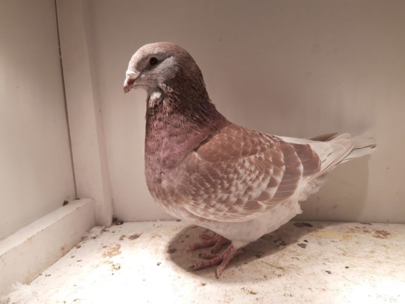 F2019 vinduta - De vinzare