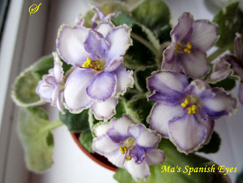 Ma s Spanish Eyes(10-03-2020) - Violete 2020