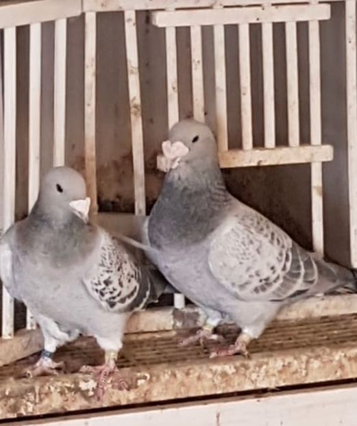 Guți 2019 - 2020 Porumbei Standard Masculi