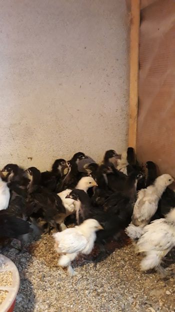  - PUI BRAHMA SI AUSTRALORP