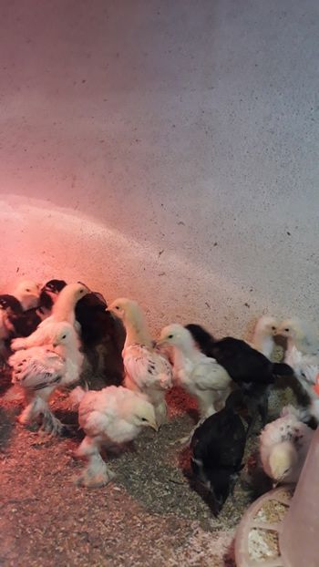  - PUI BRAHMA SI AUSTRALORP