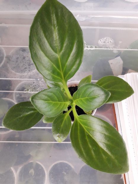 Aiko 20 lei rezervat - 111 Primulina Aiko si Vertigo