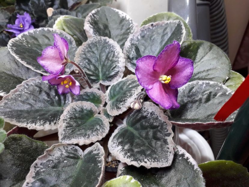 Buckeye Cranberry Sparkler - Buckeye Cranberry Sparkle