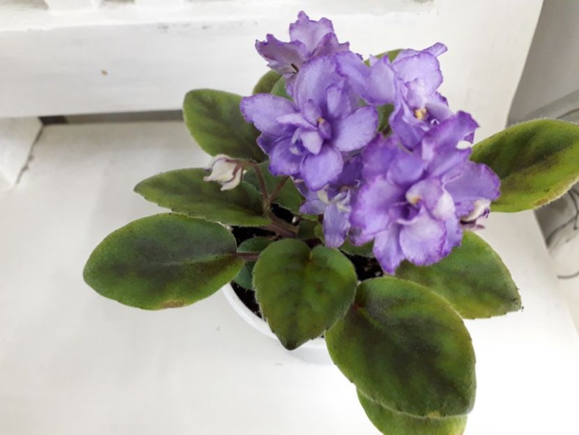  - RS Barkhatnyi Nariad