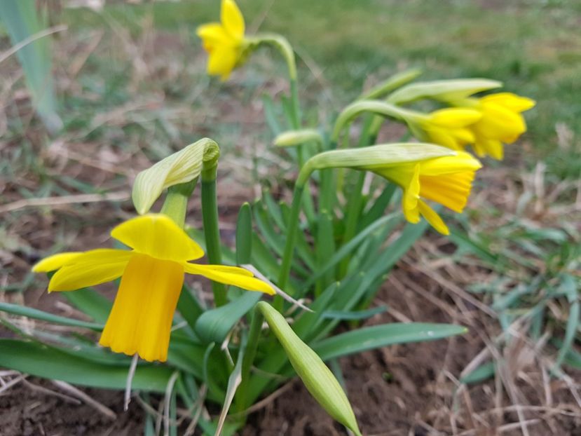 Tete a Tete - 2020 Narcise