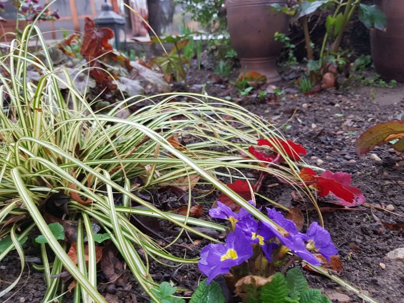 Carex si primule - 2020 Martie