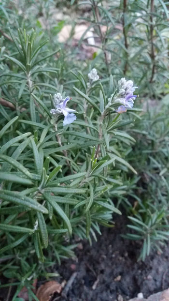 rosmarinus officinale - Gradina si terasa PrimaLuce_7-Hello 2020