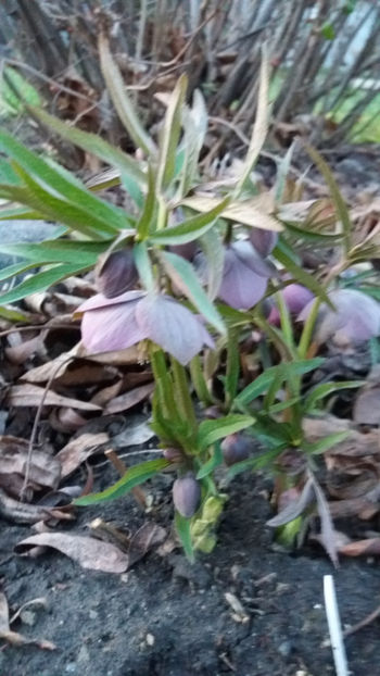 helleborus purpurascens(spânz) - Gradina si terasa PrimaLuce_7-Hello 2020