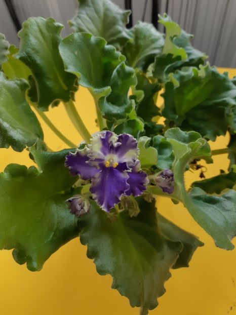 11.03.2020 - LE-FLIRT SPORT