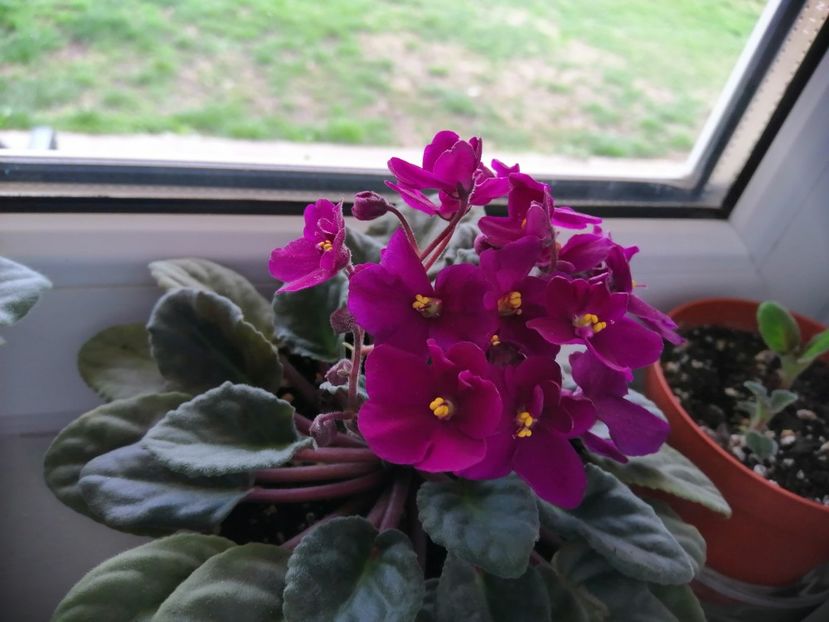  - NEFITOASE - doar - frumoase