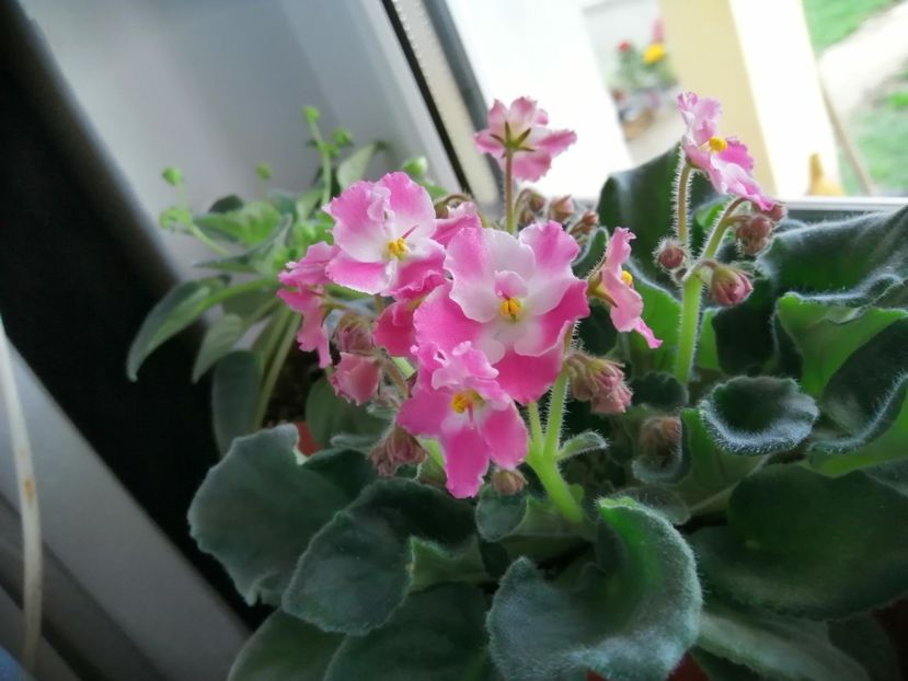  - NEFITOASE - doar - frumoase