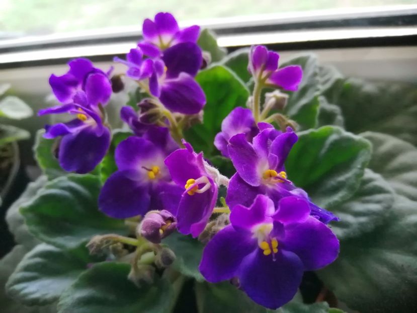  - NEFITOASE - doar - frumoase