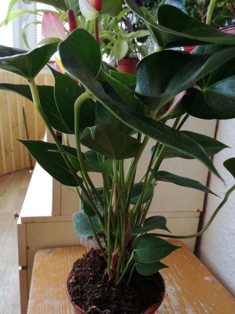 anthurium roz - achizitii 2020