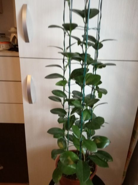 hoya australis - hoya