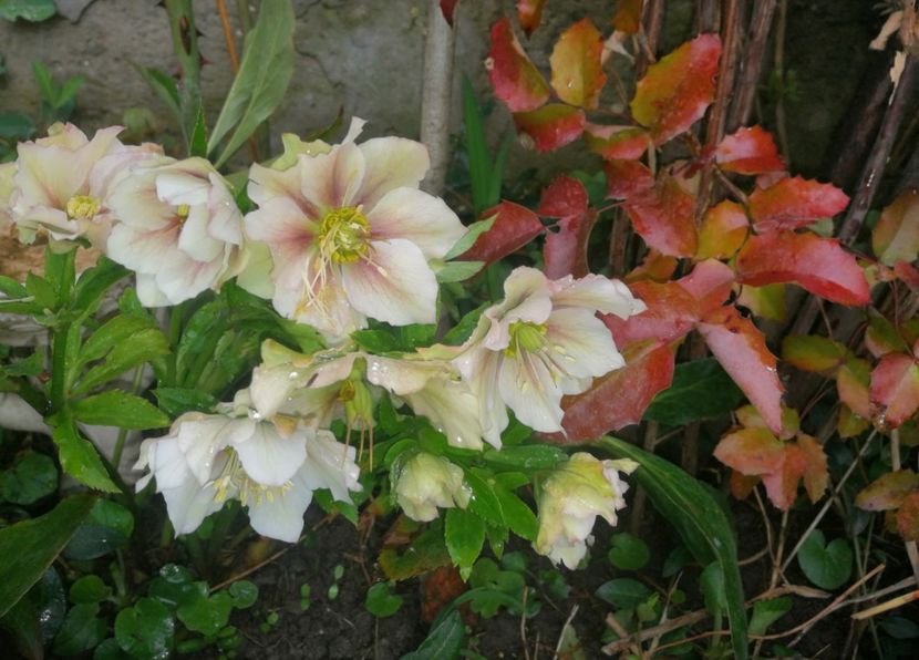  - Spânz helleborus 2020