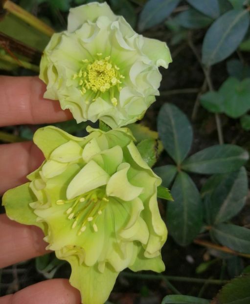  - Spânz helleborus 2020