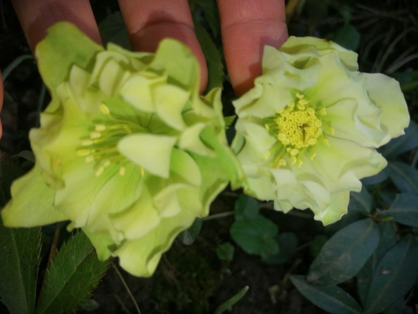  - Spânz helleborus 2020