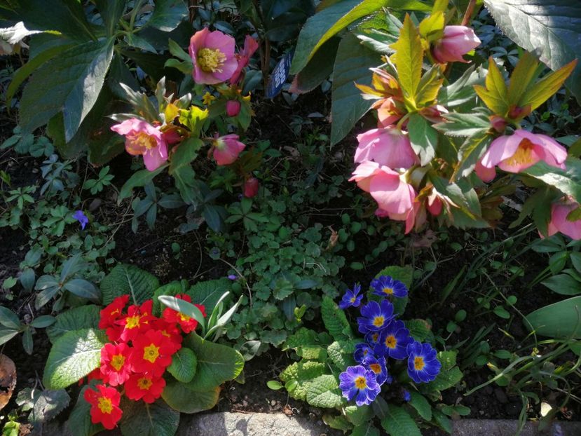  - Spânz helleborus 2020