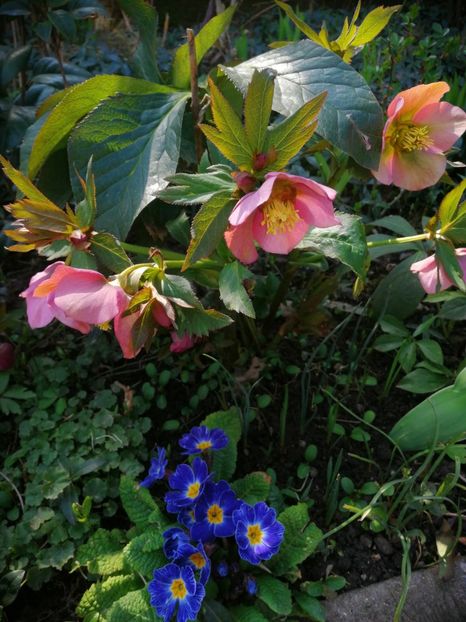  - Spânz helleborus 2020