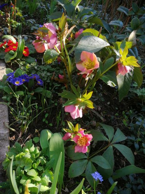  - Spânz helleborus 2020