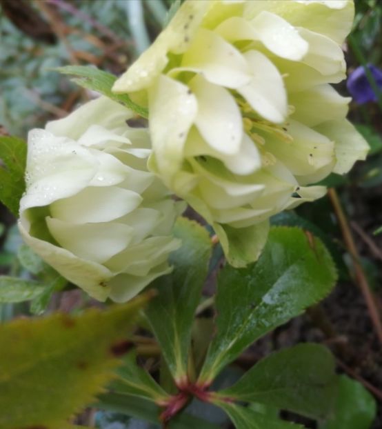  - Spânz helleborus 2020