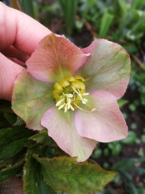 - Spânz helleborus 2020
