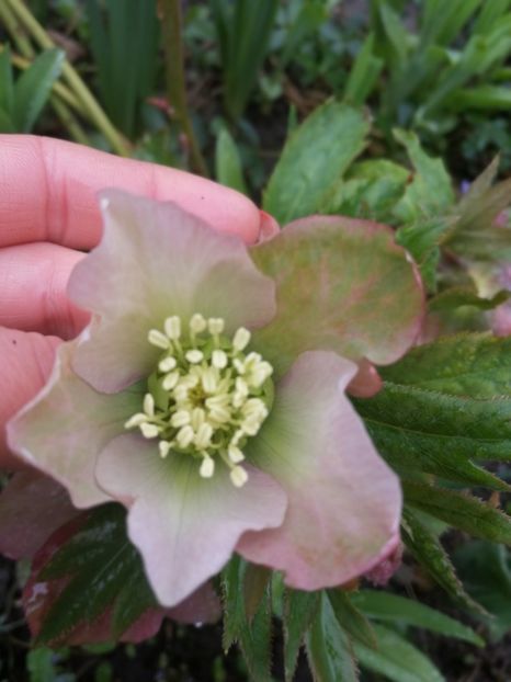 - Spânz helleborus 2020