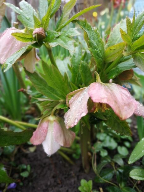  - Spânz helleborus 2020