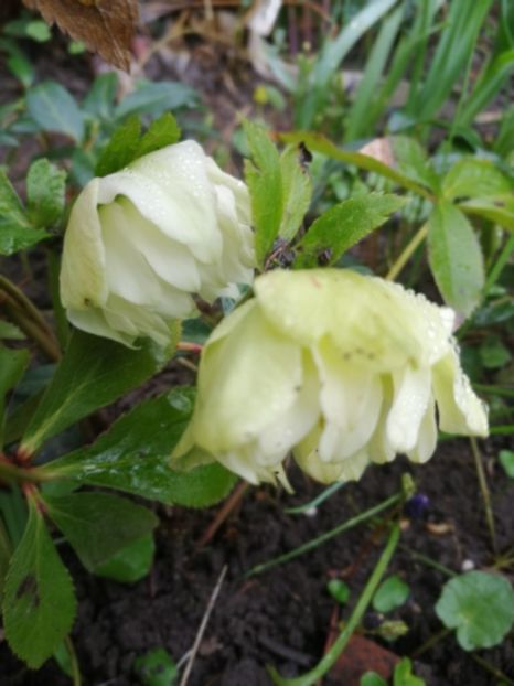  - Spânz helleborus 2020