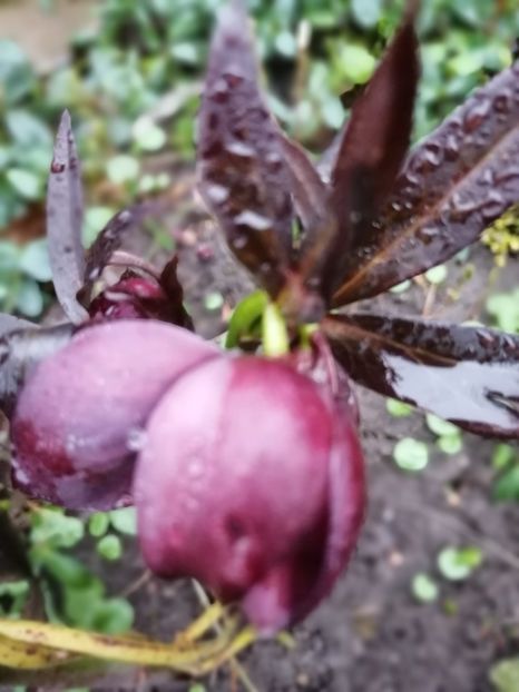  - Spânz helleborus 2020