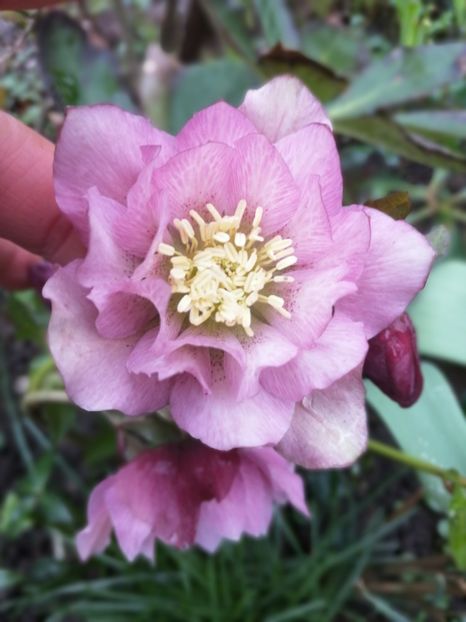  - Spânz helleborus 2020