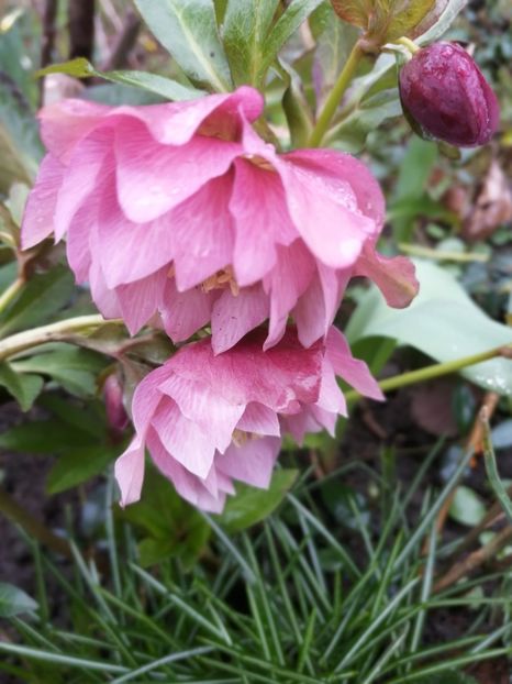  - Spânz helleborus 2020