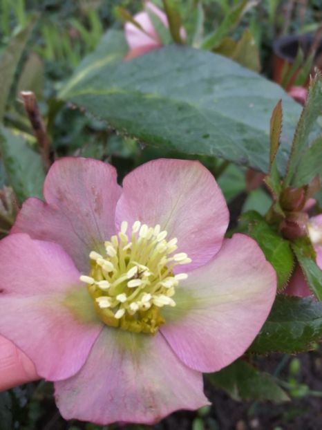  - Spânz helleborus 2020