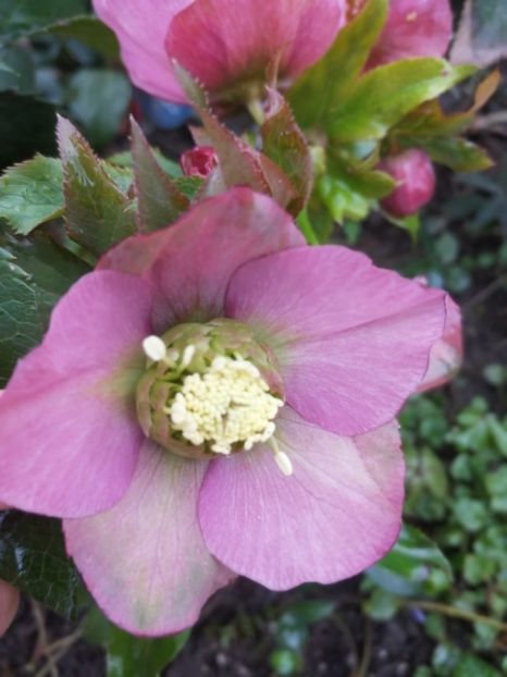  - Spânz helleborus 2020