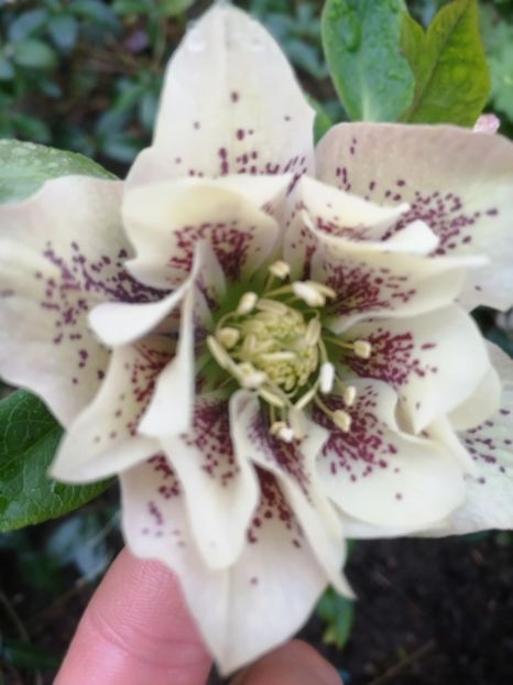  - Spânz helleborus 2020